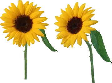 two sunflowers on a white background