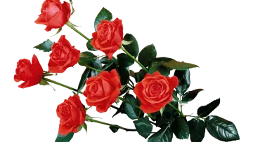red roses on a white background