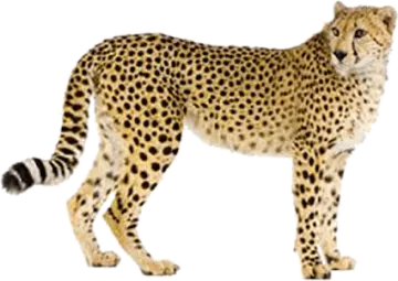 a che spotted cat