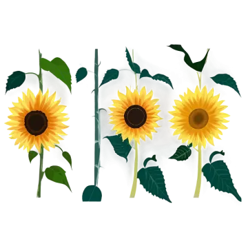 three sunflowers on a white background