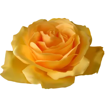a yellow rose on a white background
