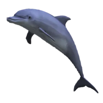 a dolphin jumping in the air