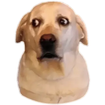 a close up of a dog's face