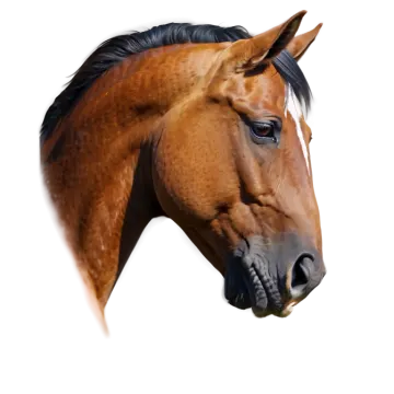 a close up of a horse's head