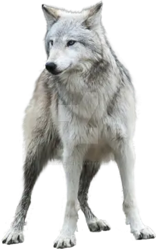 a wolf standing in front of a white background