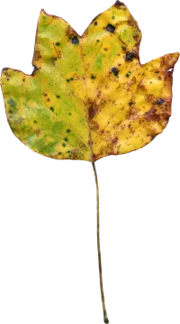 a yellow leaf on a white background