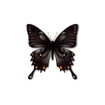 a black and orange butterfly on a white background
