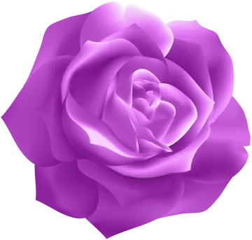 a purple rose on a white background