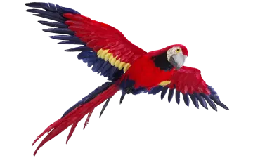 a red and yellow parrot flying in the air