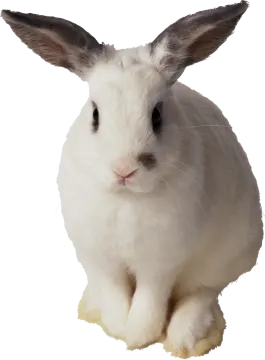 a white rabbit sitting on top of a table