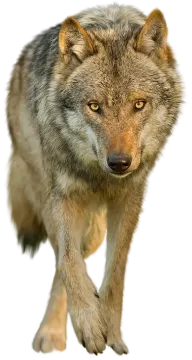 a wolf is walking in the snow
