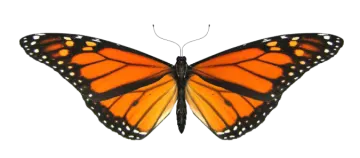 a monarch butterfly on a white background