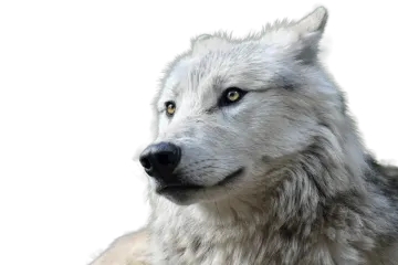 a close up of a dog's face