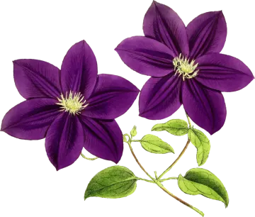 two purple clantia flowers with green leaves