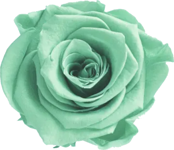 a green rose on a white background