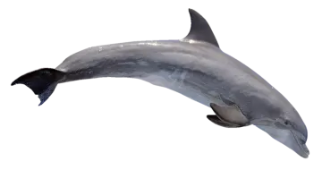 a dolphin jumping in the air on a white background