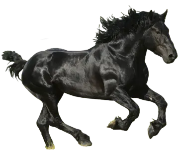 a black horse running on a white background