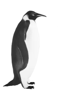 a black and white photo of a penguin
