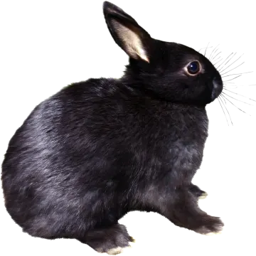 a black rabbit sitting on a white surface
