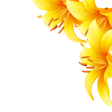 a bunch of yellow flowers on a white background