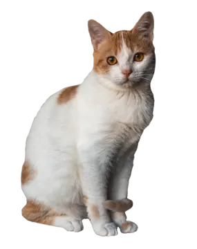an orange and white cat sitting on the ground