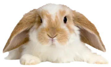 a brown and white rabbit on a white background