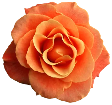 a single orange rose on a white background
