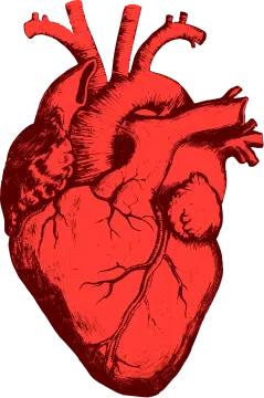 a drawing of a human heart