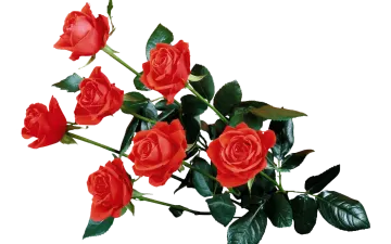 a bunch of red roses with green leaves