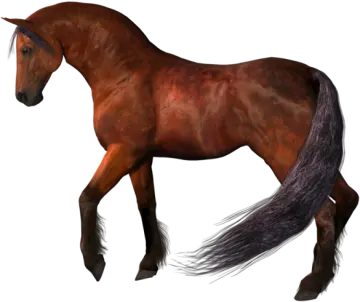 a brown horse with black mane and tail