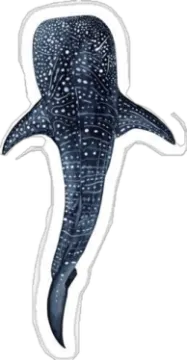 a whale swimming in the ocean