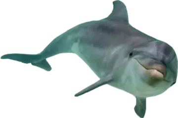 a dolphin swimming in the ocean