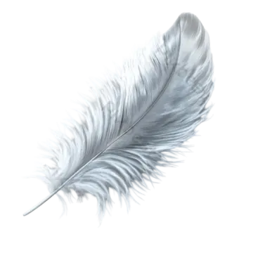 a feather on a white background