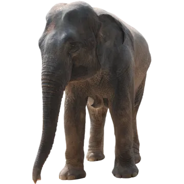 an elephant standing in front of a white background