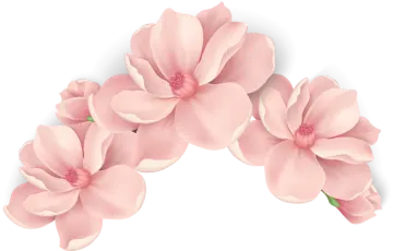 three pink flowers on a white background