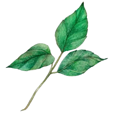 a watercolor painting of a green leaf