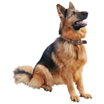 a brown and black dog sitting on a white background