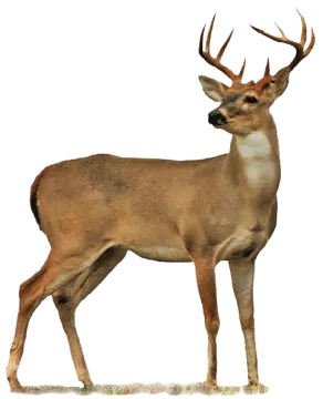 a deer standing in front of a white background