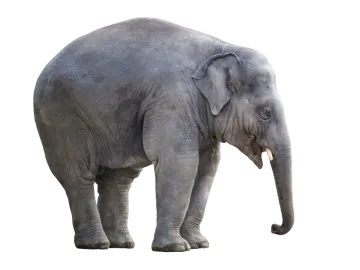 an elephant standing in front of a white background