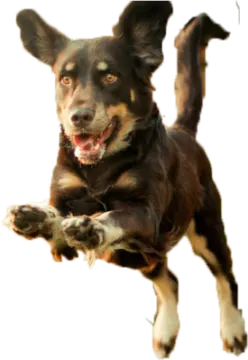 a black and brown dog jumping in the air