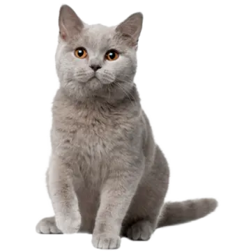 a gray cat sitting down looking at the camera