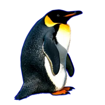 a close up of a penguin on a white background