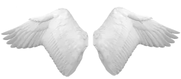 two white wings on a white background