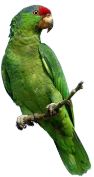 a green parrot perched on a tree branch