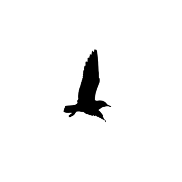 a silhouette of a bird flying in the sky
