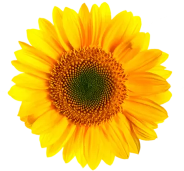 a yellow flower on a white background