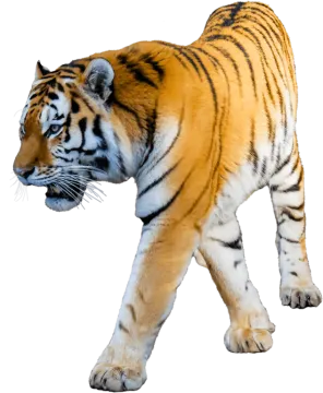 a tiger walking across a white background