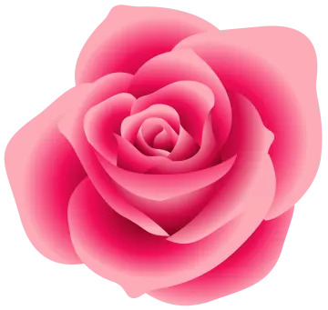a pink rose on a white background