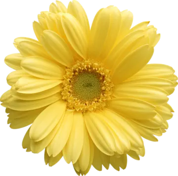 a yellow flower on a white background