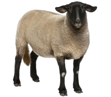 a sheep standing in front of a white background